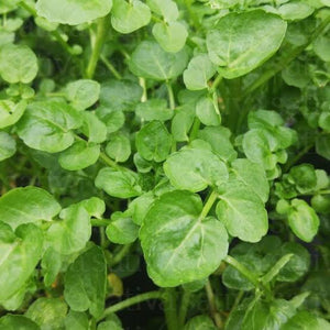 Watercress per bunch