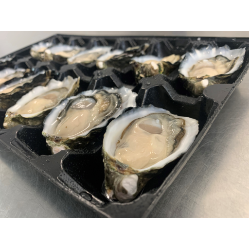 Fresh Oysters